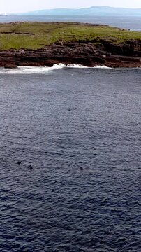 Aerial view of basking sharks at Muckross Head ,Donegal - Ireland