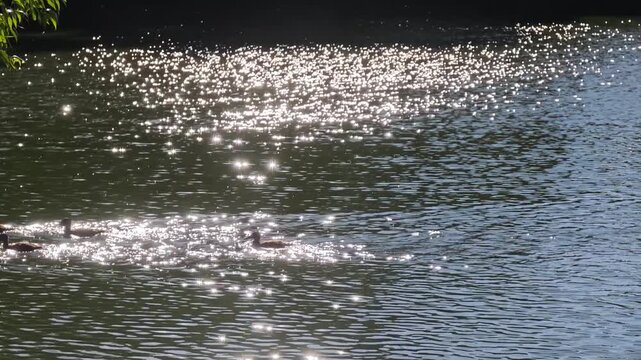 Wild mallard ducks swimming across a calm lake through bright magical glittering sun sparkles, beautiful nature background for zen meditation, wellness lifestyle and lo-fi music videos