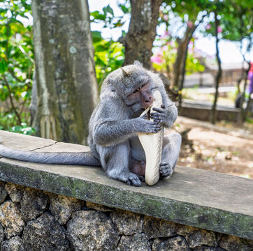 Macaques &agrave; Bali , Indon&eacute;sie