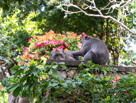 Macaques &agrave; Bali , Indon&eacute;sie