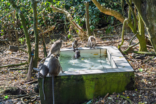 Macaques &agrave; Bali , Indon&eacute;sie