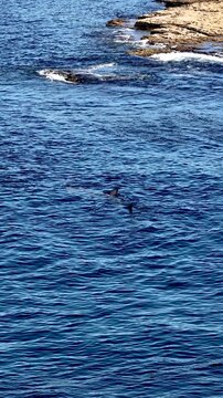 Aerial view of basking sharks at Muckross Head ,Donegal - Ireland
