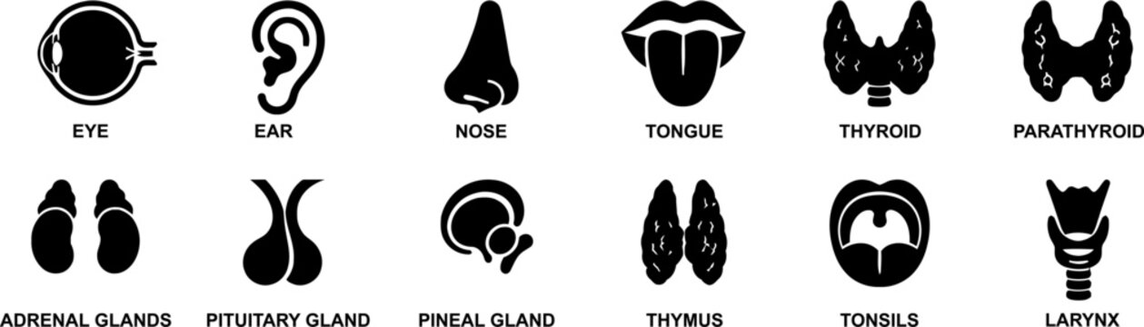 Anatomy symbols set showing human sensory organs and endocrine glands including eye, ear, nose, tongue, thyroid, parathyroid, adrenal glands, pituitary gland, pineal gland, thymus, tonsils,.