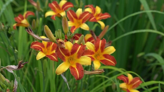 Bright orange and yellow daylilies in full bloom adorned with dewdrops create a stunning floral display. The lush green background enhances the vivid colors of the blossoms