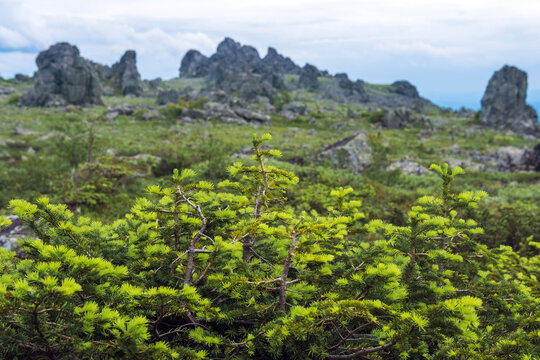 Dwarf pine tree in the mountains of Urals, Russia.