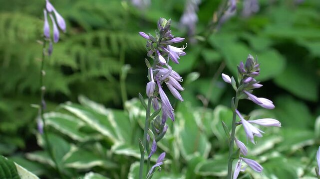 Ornamental hosta blooming with lilac flowers on the background of striped leaves in summer in the nursery of ornamental plants and the botanical garden