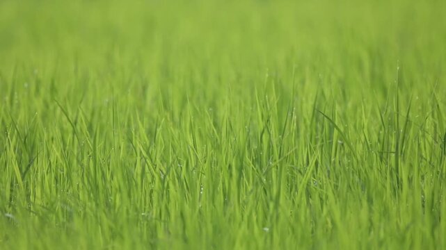 Vibrant Green Rice Paddy Field: A close-up view of a lush, verdant rice paddy field, showcasing the dense growth and fresh green stalks stretching towards the horizon.