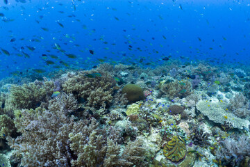 Healthy tropical coral reef in Anda, Bohol, Philippines © Chris J