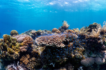 School of tropical reef fish above a healthy coral reef in Anda, Bohol © Chris J