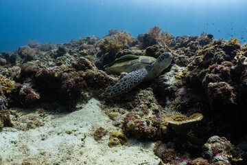 Green sea turtle resting on healthy coral reef in Bohol, Philippines © Chris J