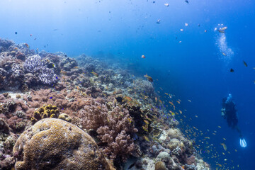 Healthy tropical coral reef in Anda, Bohol, Philippines © Chris J