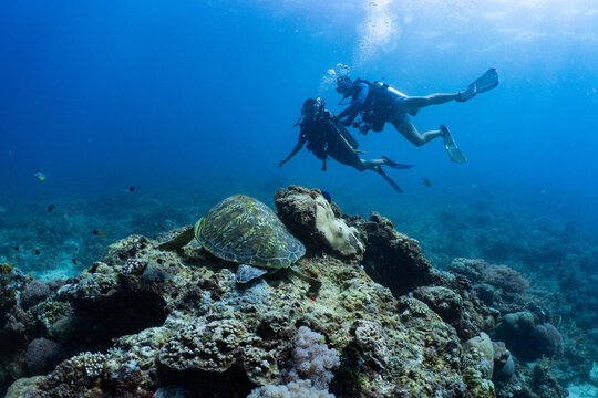Scuba diver observing a green sea turtle on a coral reef in Anda, Bohol
