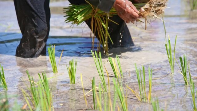 Rice Planting Labor: A farmer diligently plants young rice shoots in a flooded paddy field, a testament to the vital agricultural process of cultivation.