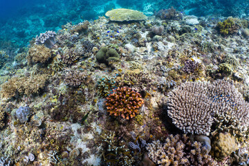 Healthy tropical coral reef in Anda, Bohol, Philippines © Chris J