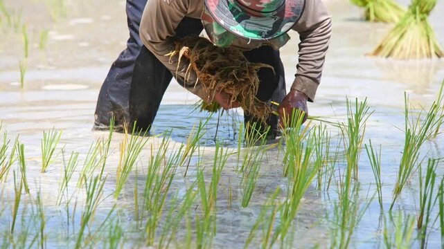 Farmer planting rice in a paddy field: A farmer, dressed in traditional farming attire, diligently plants young rice seedlings into the flooded paddy field.