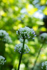 Fototapeta premium Close-up of ornamental onion flower buds (Allium) against a lush green bokeh background. Delicate white blossoms captured in soft natural light, highlighting elegance and summer garden beauty.