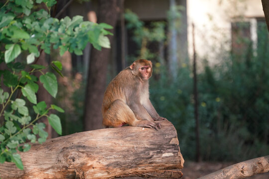 Wild monkey sitting on a branch