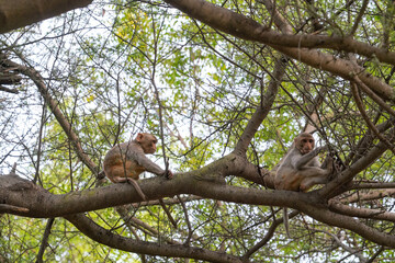 Baby monkeys climbing a tree and eating leaves © MB SS08-42