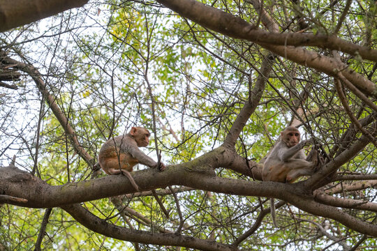 Baby monkeys climbing a tree and eating leaves