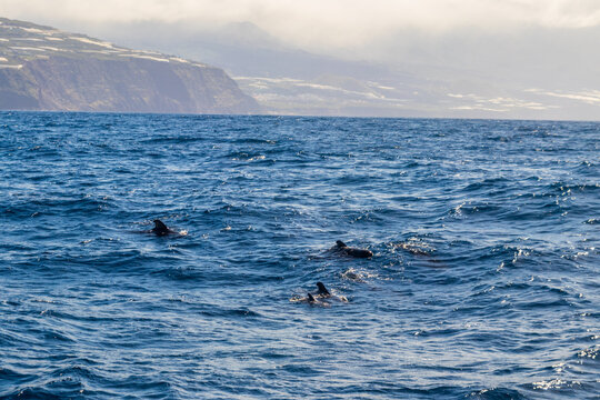 Group of the short-finned pilot whales (Globicephala macrorhynchus) in the Atlantic ocean near La Palma island, Canary, Spain