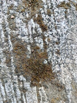 tA textured and weathered concrete or stone surface partially covered with patches of dry, brownish-green moss and lichen. The surface is rough and uneven, showing a mix of gray and white shades with 