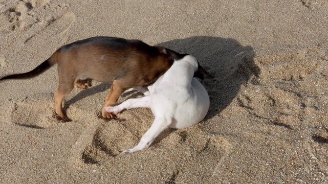 Close Top-Down View of Two Puppies Playing