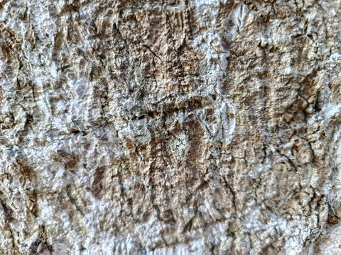 tA close-up shot of rough tree bark texture with detailed ridges, cracks, and a weathered surface in shades of brown, grey, and white, highlighting the natural organic pattern of the timber.