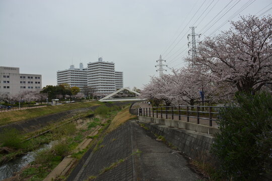 神奈川県 新横浜 桜のある風景