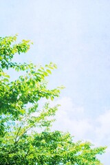 Fototapeta premium 空と緑の水彩画風の背景 縦