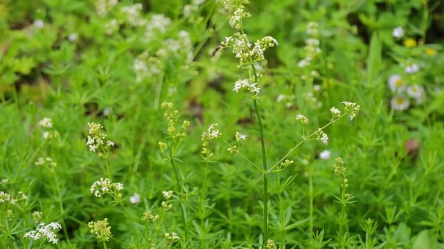 Wild hoverfly syrphidae insect hovering and landing on blooming white galium album flowers swaying in a breeze, concept of pollination process, ecosystem biodiversity and wildlife conservation