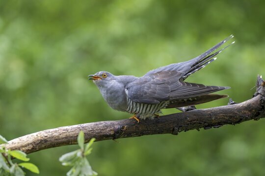 Cuckoo (Cuculus canorus), male, perched on a branch, Littlewood Ranch, Limbach, Burgenland, Austria