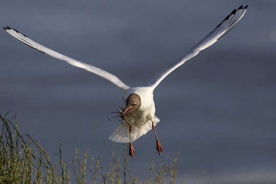 A black-headed gull (Chroicocephalus ridibundus) brings nesting material to its nest, breeding colony, bird colony, seabird colony, shorebird, coastal bird, Eidersperrwerk, June, Germany