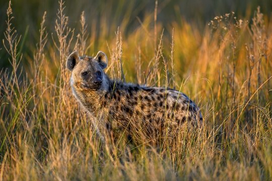 Spotted hyena (Crocuta crocuta) in the tall grass near Atzar&oacute; Camp, Okavango Delta, North-West District, Botswana
