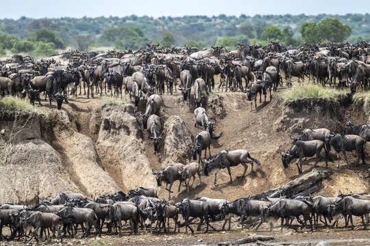 The Great Migration, huge herds of wildebeest (Connochaetes taurinus) on the Mara River, Serengeti, Tanzania