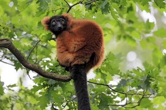 Red ruffed lemur (Varecia rubra), adult, on a tree, alert, Madagascar