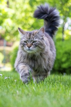 Siberian cat, pedigree cat running across grass in a garden, symbolic photo cat in the garden