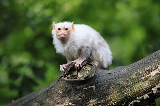 Silver marmoset (Mico argentatus, syn.: Callithrix argentata), silver marmoset, adult, sitting on a tree trunk, alert, South America
