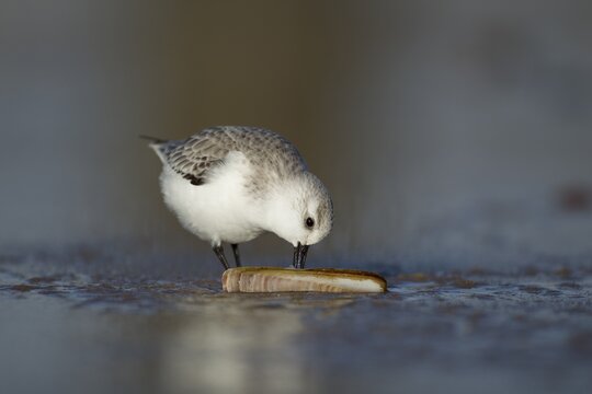 Sanderling (Calidris alba) adult wading bird in winter plumage feeding on a razorshell on a beach, Norfolk, England, United Kingdom