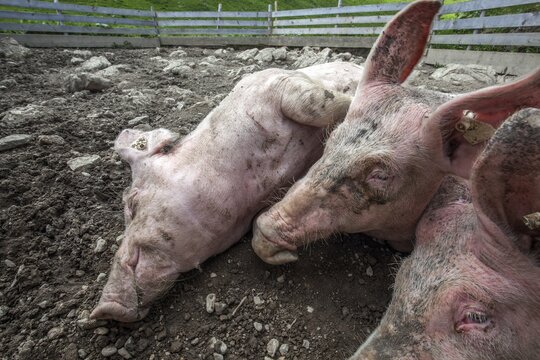 Pigs lie in front of the pigsty and sleep, Alpe Schlappold, Fellhorn, Oberstdorf, Oberallg&auml;u, Allg&auml;u, Bavaria, Germany