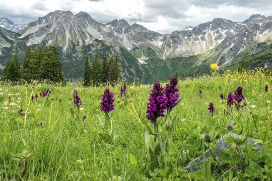 Meadow with Dactylorhiza cruenta, on the Fellhorn, with the mountains of the Allg&auml;u Alps in the background, Oberstdorf, Oberallg&auml;u, Allg&auml;u, Bavaria, Germany