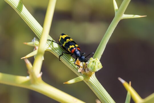 Zigzag Blister Beetle (Hycleus zigzagus), Namib Desert, Namib Naukluft Park, Namibia