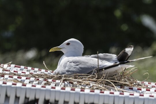 Common Gull (Larus canus) nesting on a beach chair, Schleswig-Holstein, Germany
