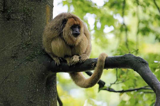 Black howler monkey (Alouatta caraya), adult, female, tree, sitting, alert, South America