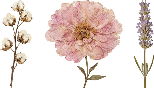 Vintage watercolor botanical trio with cotton branch, pink rose and lavender sprig on a clean background. Ideal for branding, packaging, editorials or social media.