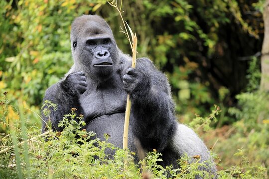 Western gorilla (Gorilla gorilla), adult, male, silverback, sitting on the ground, eating
