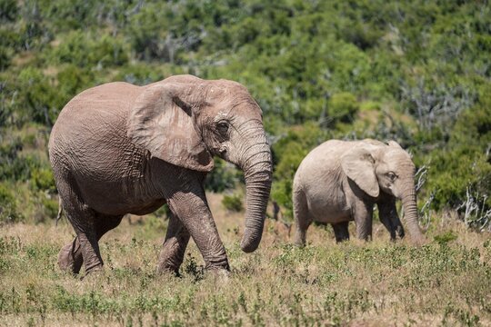 African elephant (Loxodonta africana), Addo Elephant National Park, Eastern Cape, South Africa