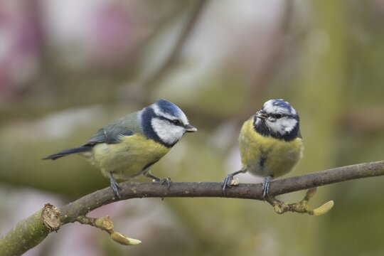 Blue tit (Cyanistes Caeruleus) two adult birds on a garden Magnolia tree branch, Suffolk, England, United Kingdom