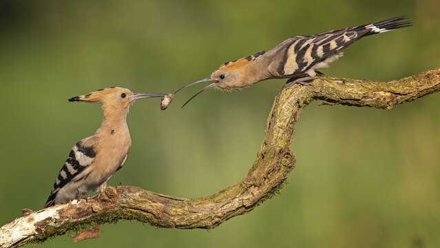 Hoopoe (Upupa epops) &ndash; Bird of the Year 2022, Male bringing food to the female, courtship gift, prey, foraging, interaction, pair, pair formation, mating, raised crest, sunrise, interaction, feeding, climate change, Middle Elbe Biosphere Reserve, Saxony-Anhalt, Germany