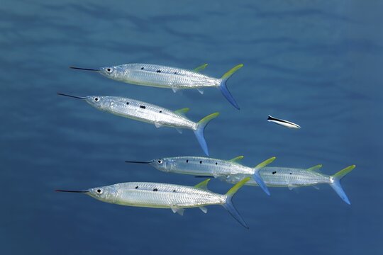 Small shoal of Red Sea Halfbeaks (Hemiramphus far) swimming close to the surface, Makadi Bay, Port Safaga, Egypt