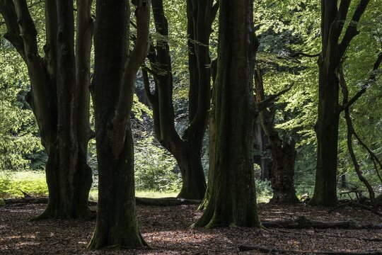 Old European beech trees (Fagus sylvatica), Emsland, Lower Saxony, Germany